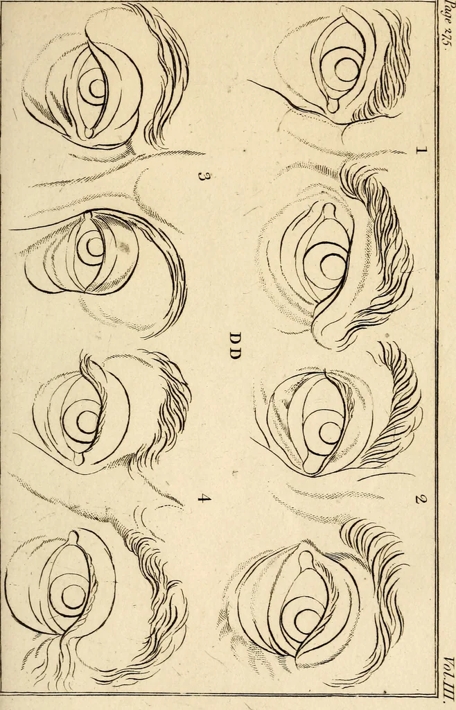 An illustration from Essays on physiognomy; calculated to extend the knowledge and the love of mankind, 1797, leaf 384