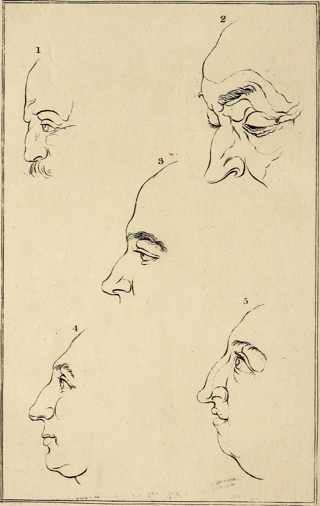 An illustration from Essays on physiognomy; calculated to extend the knowledge and the love of mankind, 1797, leaf 431