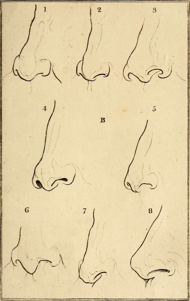 An illustration from Essays on physiognomy; calculated to extend the knowledge and the love of mankind, 1797, leaf 434