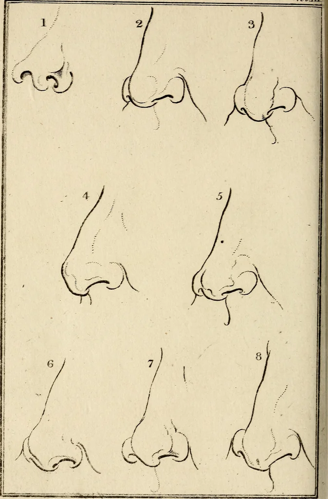 An illustration from Essays on physiognomy; calculated to extend the knowledge and the love of mankind, 1797, leaf 437