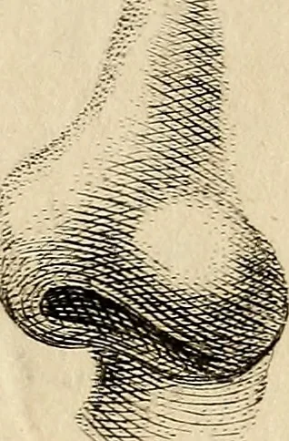 An illustration from Essays on physiognomy; calculated to extend the knowledge and the love of mankind, 1797, leaf 439