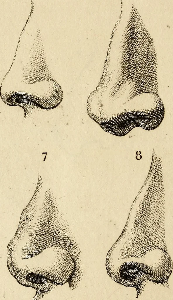 An illustration from Essays on physiognomy; calculated to extend the knowledge and the love of mankind, 1797, leaf 439