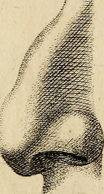 An illustration from Essays on physiognomy; calculated to extend the knowledge and the love of mankind, 1797, leaf 439