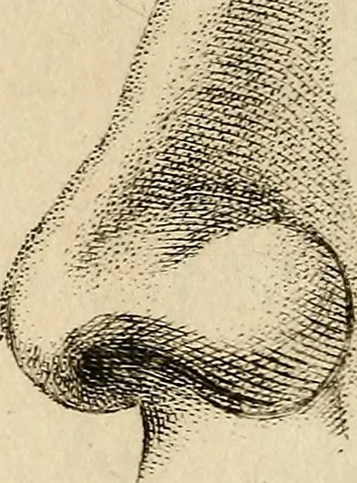 An illustration from Essays on physiognomy; calculated to extend the knowledge and the love of mankind, 1797, leaf 439