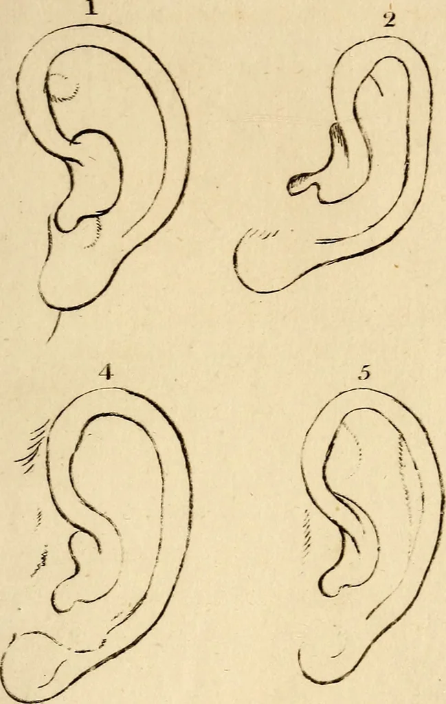 An illustration from Essays on physiognomy; calculated to extend the knowledge and the love of mankind, 1797, leaf 492