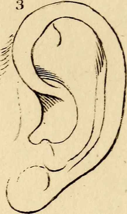 An illustration from Essays on physiognomy; calculated to extend the knowledge and the love of mankind, 1797, leaf 492