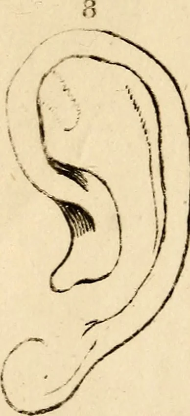 An illustration from Essays on physiognomy; calculated to extend the knowledge and the love of mankind, 1797, leaf 492