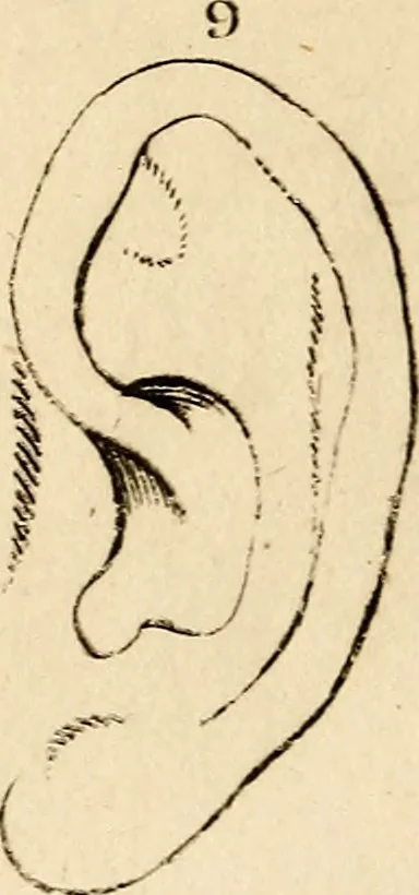 An illustration from Essays on physiognomy; calculated to extend the knowledge and the love of mankind, 1797, leaf 492