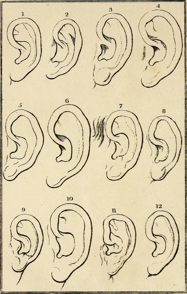 An illustration from Essays on physiognomy; calculated to extend the knowledge and the love of mankind, 1797, leaf 495