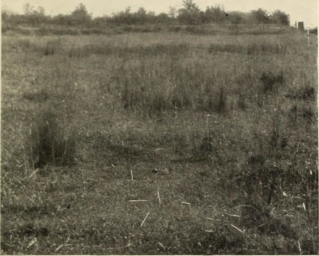 An illustration from Essays and studies presented to William Ridgeway on his sixtieth birthday, 6 August 1913, 1914, leaf 391