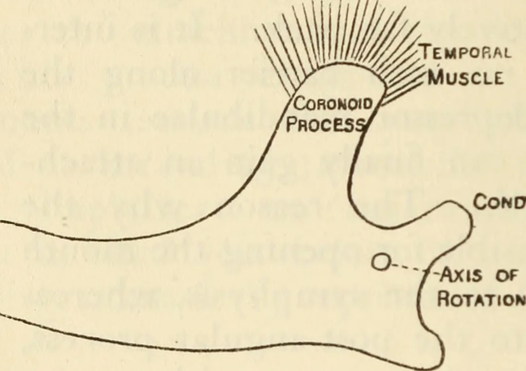 An illustration from Essays and studies presented to William Ridgeway on his sixtieth birthday, 6 August 1913, 1914, leaf 508