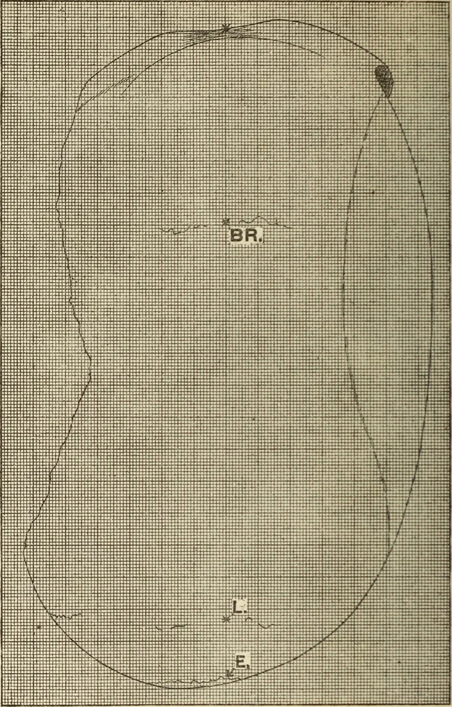 An illustration from Essays and studies presented to William Ridgeway on his sixtieth birthday, 6 August 1913, 1914, leaf 540