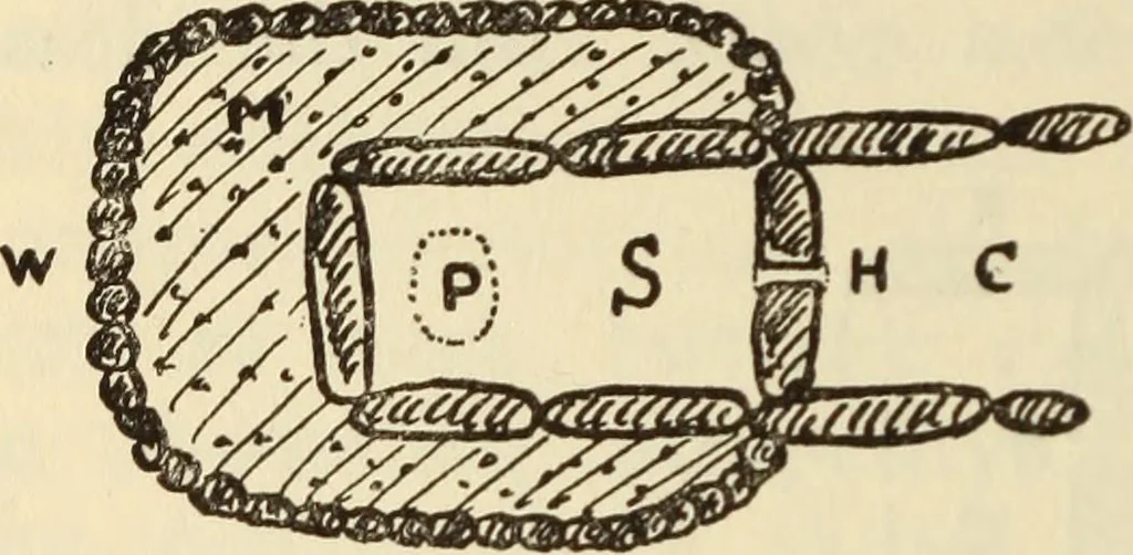 An illustration from Essays and studies presented to William Ridgeway on his sixtieth birthday, 6 August 1913, 1914, leaf 596
