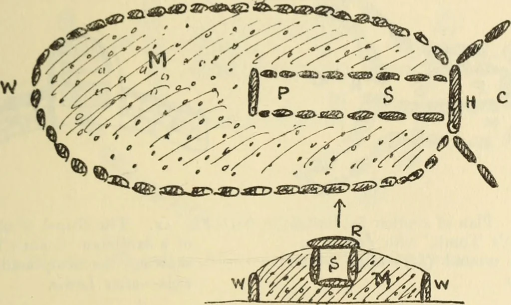 An illustration from Essays and studies presented to William Ridgeway on his sixtieth birthday, 6 August 1913, 1914, leaf 597