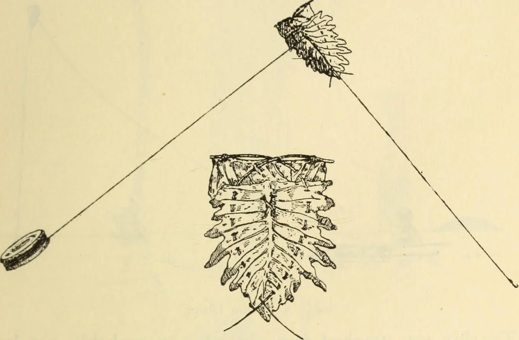 An illustration from Essays and studies presented to William Ridgeway on his sixtieth birthday, 6 August 1913, 1914, leaf 655