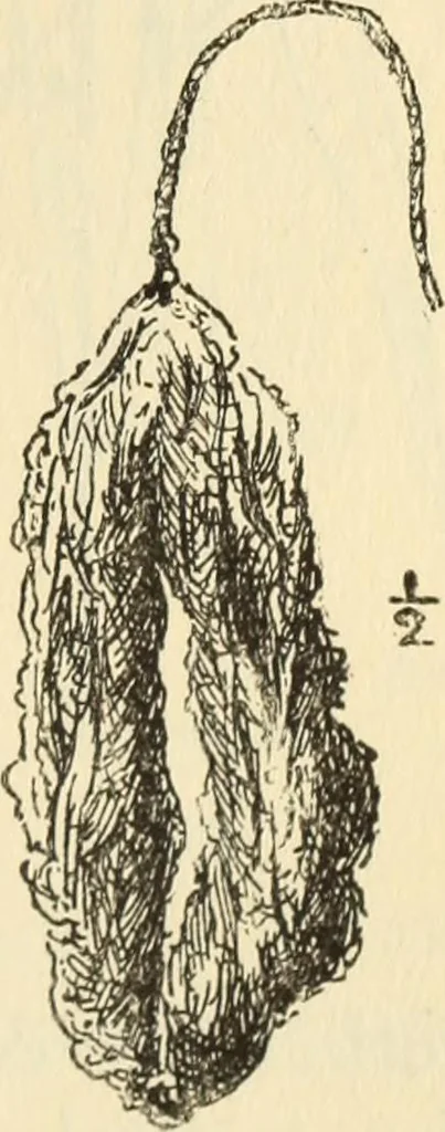 An illustration from Essays and studies presented to William Ridgeway on his sixtieth birthday, 6 August 1913, 1914, leaf 663