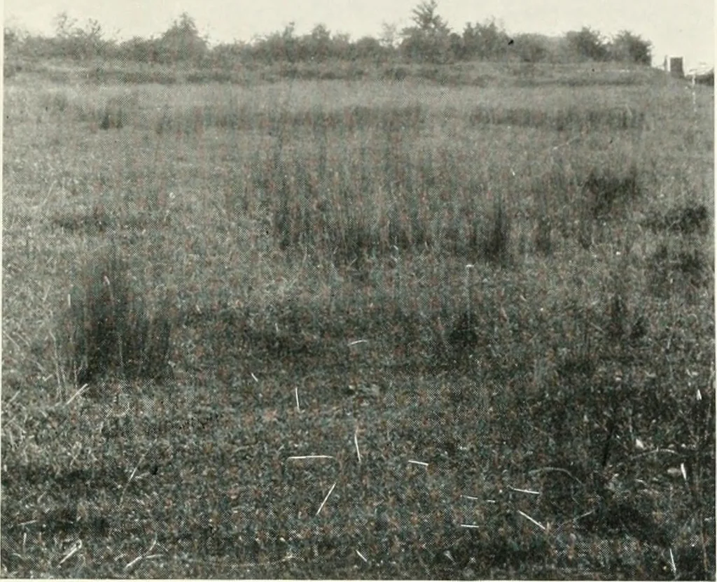 An illustration from Essays and studies presented to William Ridgeway on his sixtieth birthday, 6 August, 1913, 1913, leaf 391