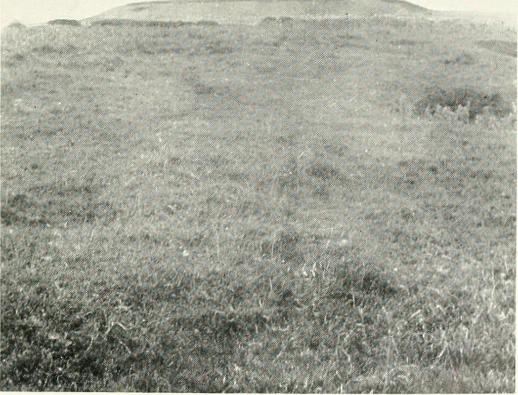 An illustration from Essays and studies presented to William Ridgeway on his sixtieth birthday, 6 August, 1913, 1913, leaf 391