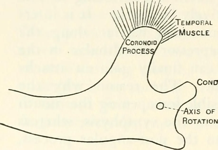 An illustration from Essays and studies presented to William Ridgeway on his sixtieth birthday, 6 August, 1913, 1913, leaf 508