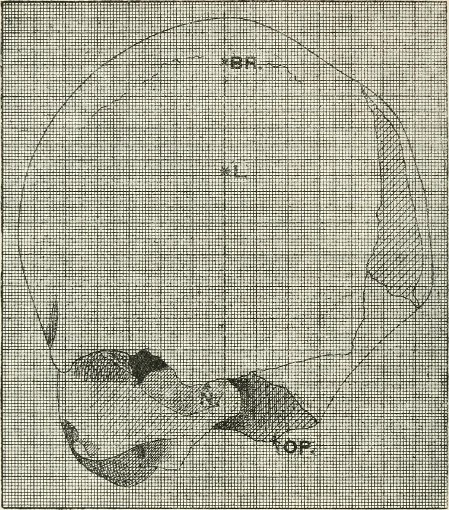 An illustration from Essays and studies presented to William Ridgeway on his sixtieth birthday, 6 August, 1913, 1913, leaf 538