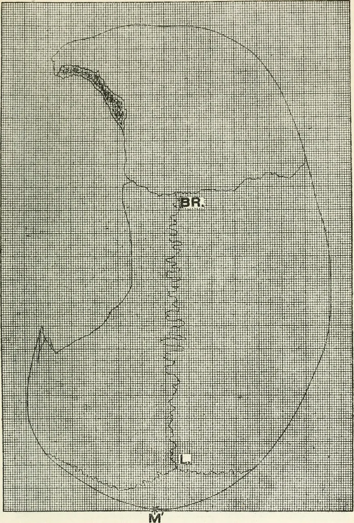 An illustration from Essays and studies presented to William Ridgeway on his sixtieth birthday, 6 August, 1913, 1913, leaf 539