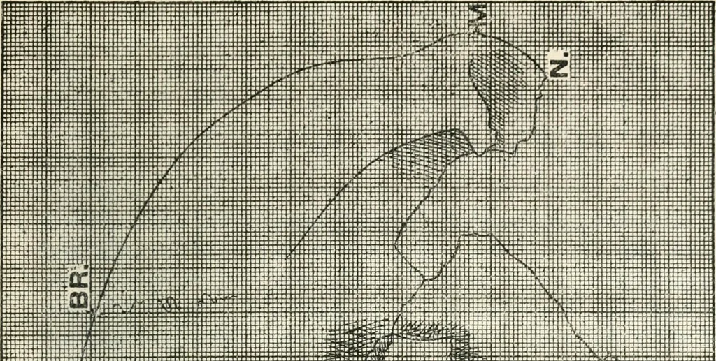 An illustration from Essays and studies presented to William Ridgeway on his sixtieth birthday, 6 August, 1913, 1913, leaf 541