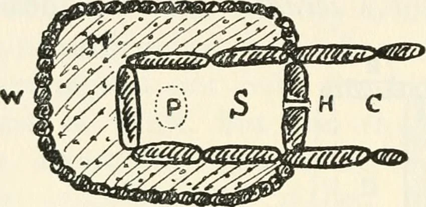 An illustration from Essays and studies presented to William Ridgeway on his sixtieth birthday, 6 August, 1913, 1913, leaf 596