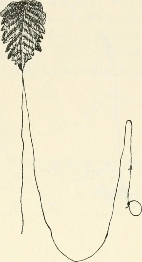 An illustration from Essays and studies presented to William Ridgeway on his sixtieth birthday, 6 August, 1913, 1913, leaf 653