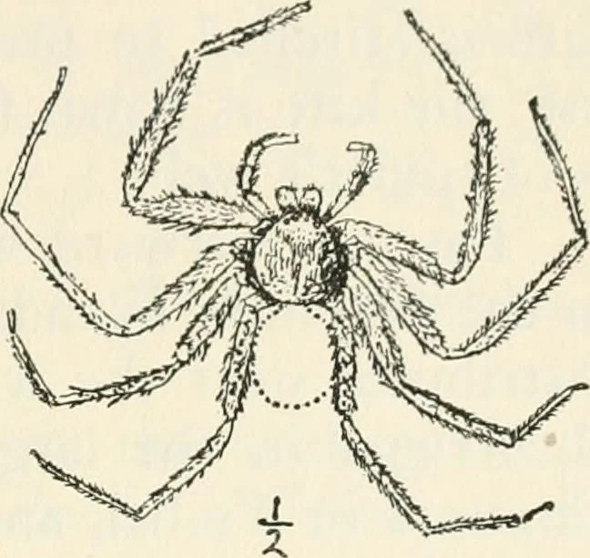 An illustration from Essays and studies presented to William Ridgeway on his sixtieth birthday, 6 August, 1913, 1913, leaf 659