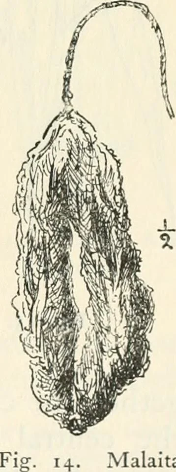 An illustration from Essays and studies presented to William Ridgeway on his sixtieth birthday, 6 August, 1913, 1913, leaf 663