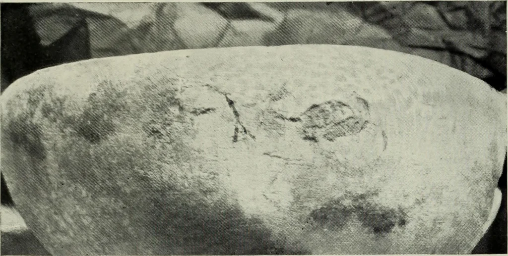 An illustration from Essays and studies presented to William Ridgeway on his sixtieth birthday, 6 August 1913, 1914, leaf 320