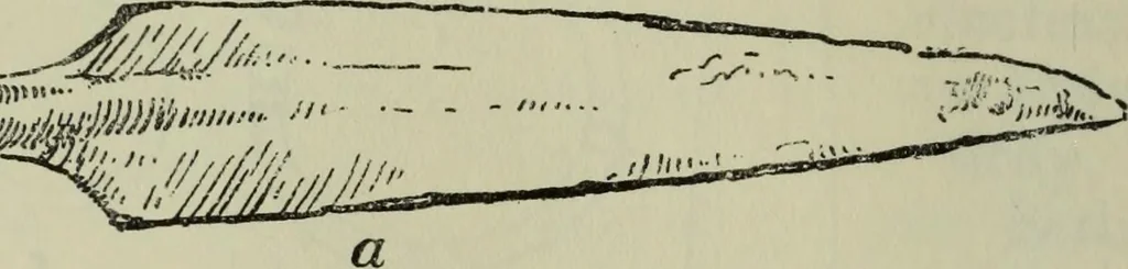 An illustration from Essays and studies presented to William Ridgeway on his sixtieth birthday, 6 August 1913, 1914, leaf 330