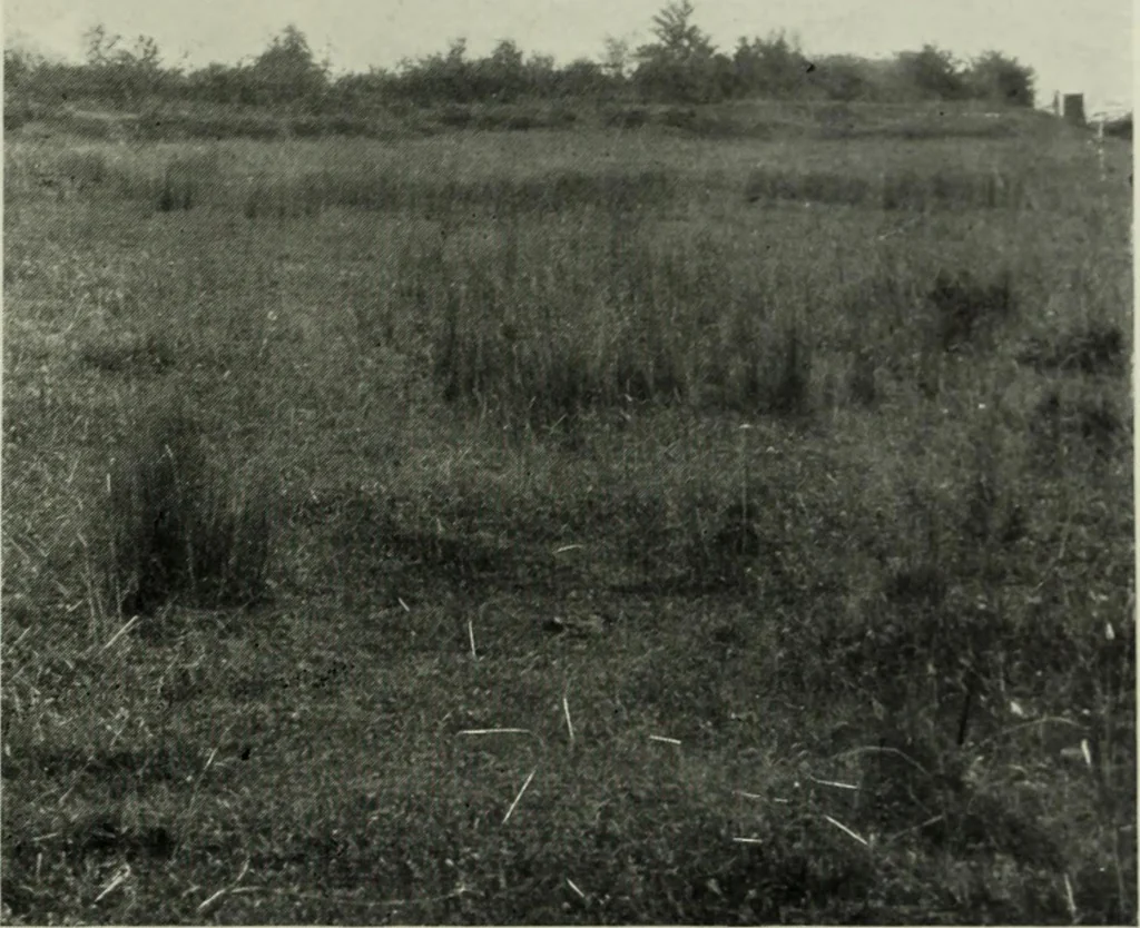 An illustration from Essays and studies presented to William Ridgeway on his sixtieth birthday, 6 August 1913, 1914, leaf 391