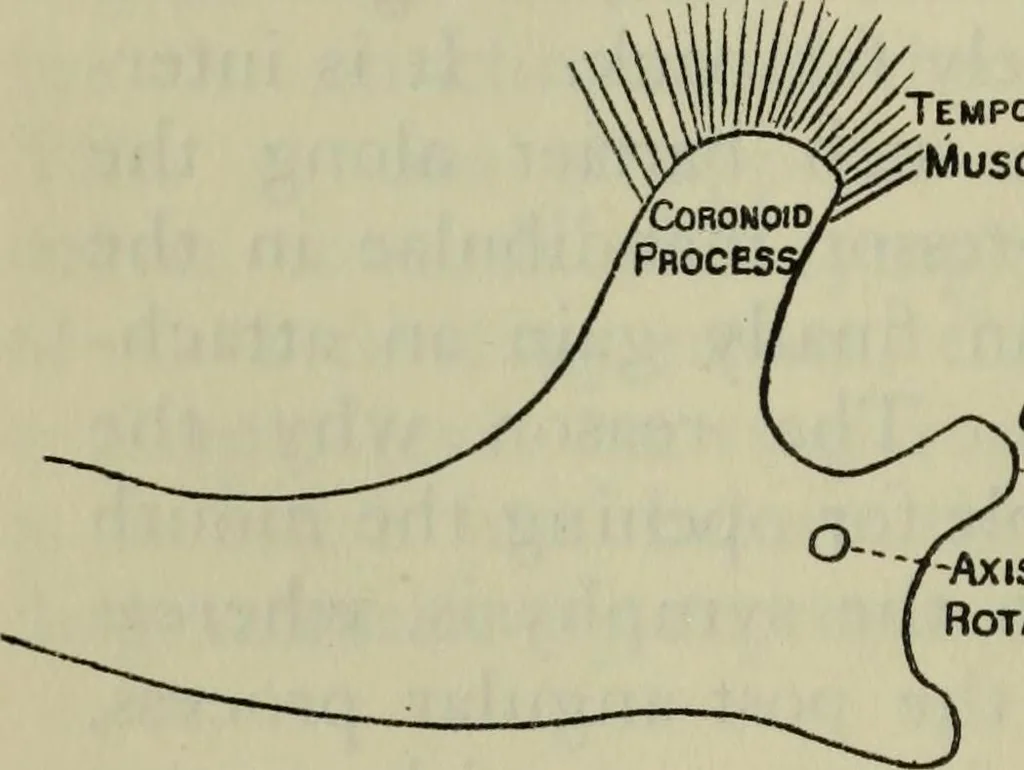 An illustration from Essays and studies presented to William Ridgeway on his sixtieth birthday, 6 August 1913, 1914, leaf 508
