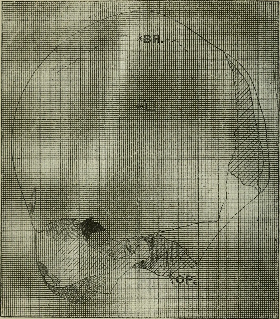 An illustration from Essays and studies presented to William Ridgeway on his sixtieth birthday, 6 August 1913, 1914, leaf 538