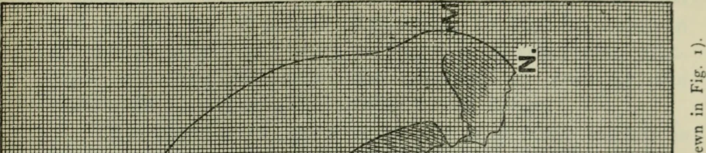 An illustration from Essays and studies presented to William Ridgeway on his sixtieth birthday, 6 August 1913, 1914, leaf 541