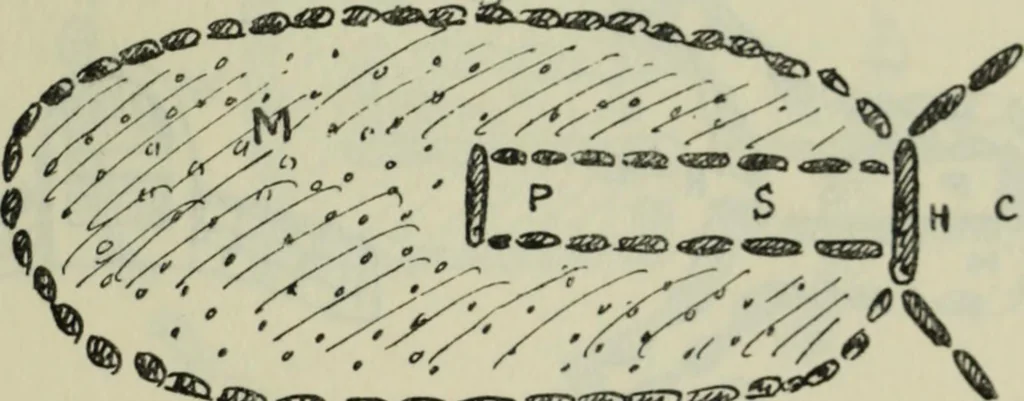 An illustration from Essays and studies presented to William Ridgeway on his sixtieth birthday, 6 August 1913, 1914, leaf 597