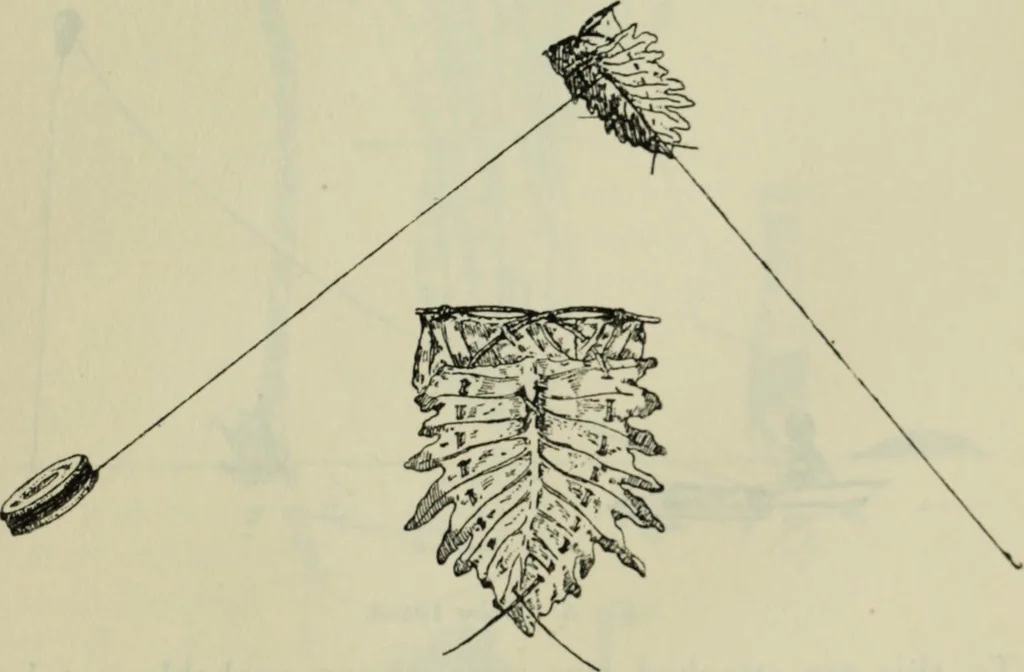 An illustration from Essays and studies presented to William Ridgeway on his sixtieth birthday, 6 August 1913, 1914, leaf 655