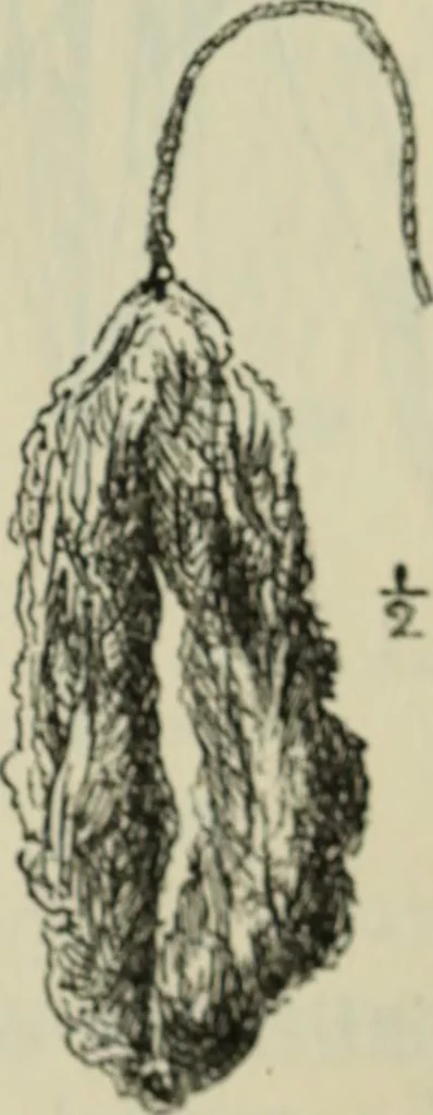 An illustration from Essays and studies presented to William Ridgeway on his sixtieth birthday, 6 August 1913, 1914, leaf 663