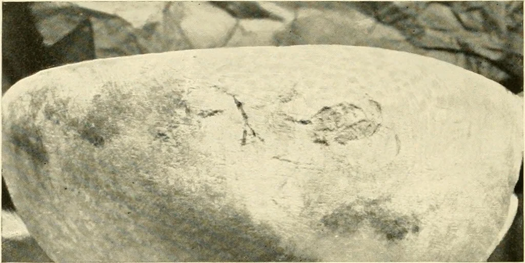 An illustration from Essays and studies presented to William Ridgeway : on his sixtieth birthday, 6 August, 1913, 1913, leaf 316