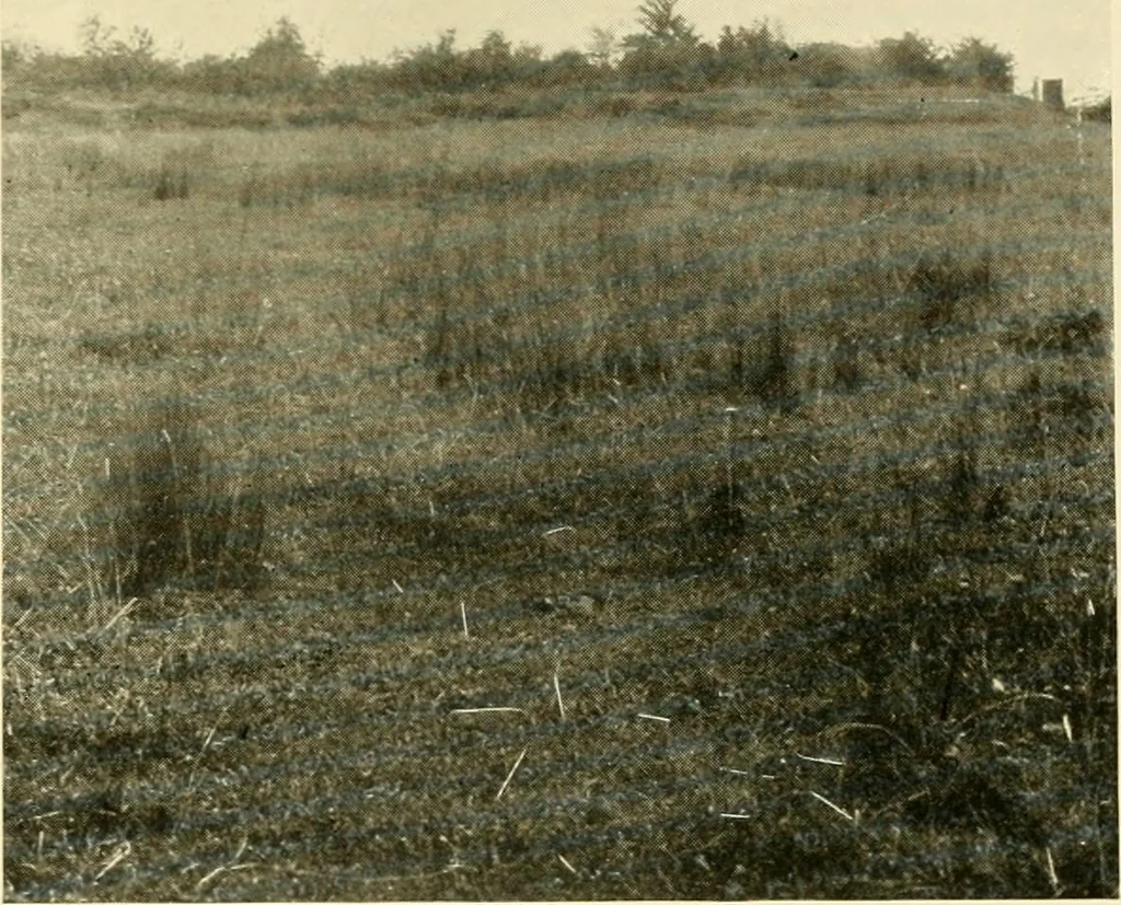An illustration from Essays and studies presented to William Ridgeway : on his sixtieth birthday, 6 August, 1913, 1913, leaf 387