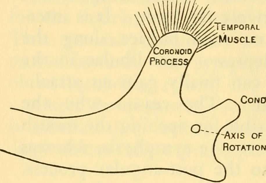 An illustration from Essays and studies presented to William Ridgeway : on his sixtieth birthday, 6 August, 1913, 1913, leaf 504