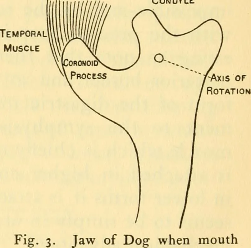 An illustration from Essays and studies presented to William Ridgeway : on his sixtieth birthday, 6 August, 1913, 1913, leaf 504
