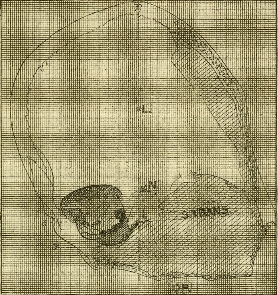 An illustration from Essays and studies presented to William Ridgeway : on his sixtieth birthday, 6 August, 1913, 1913, leaf 533