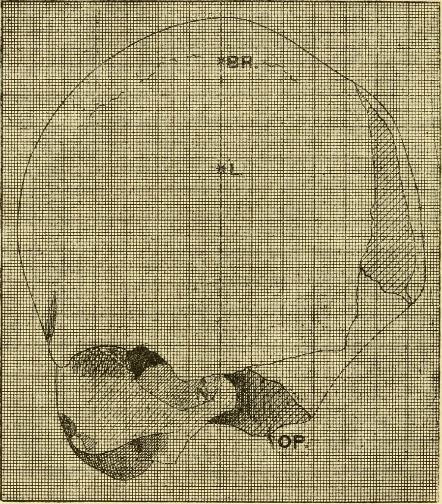 An illustration from Essays and studies presented to William Ridgeway : on his sixtieth birthday, 6 August, 1913, 1913, leaf 534