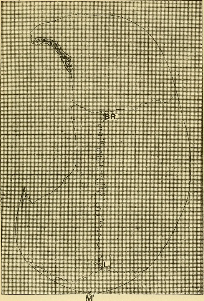 An illustration from Essays and studies presented to William Ridgeway : on his sixtieth birthday, 6 August, 1913, 1913, leaf 535