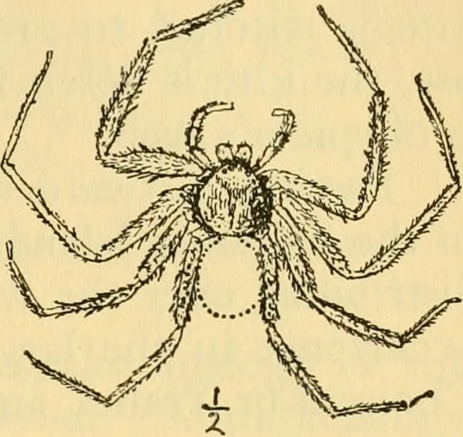 An illustration from Essays and studies presented to William Ridgeway : on his sixtieth birthday, 6 August, 1913, 1913, leaf 655