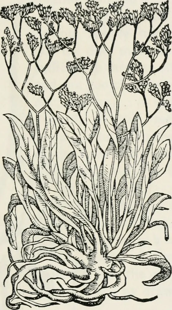 An illustration from The essentials of illustration, a practical guide to the reproduction of drawings & photographs for the use of scientists & others, 1915, leaf 100