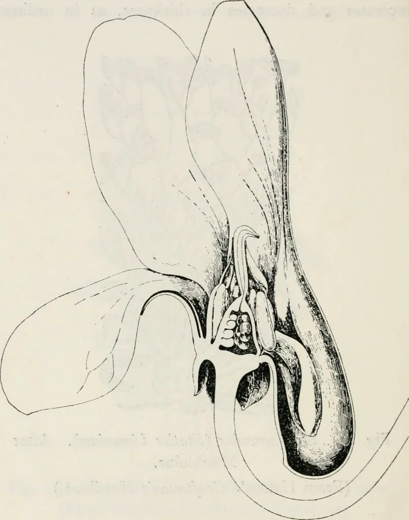An illustration from The essentials of illustration, a practical guide to the reproduction of drawings & photographs for the use of scientists & others, 1915, leaf 101