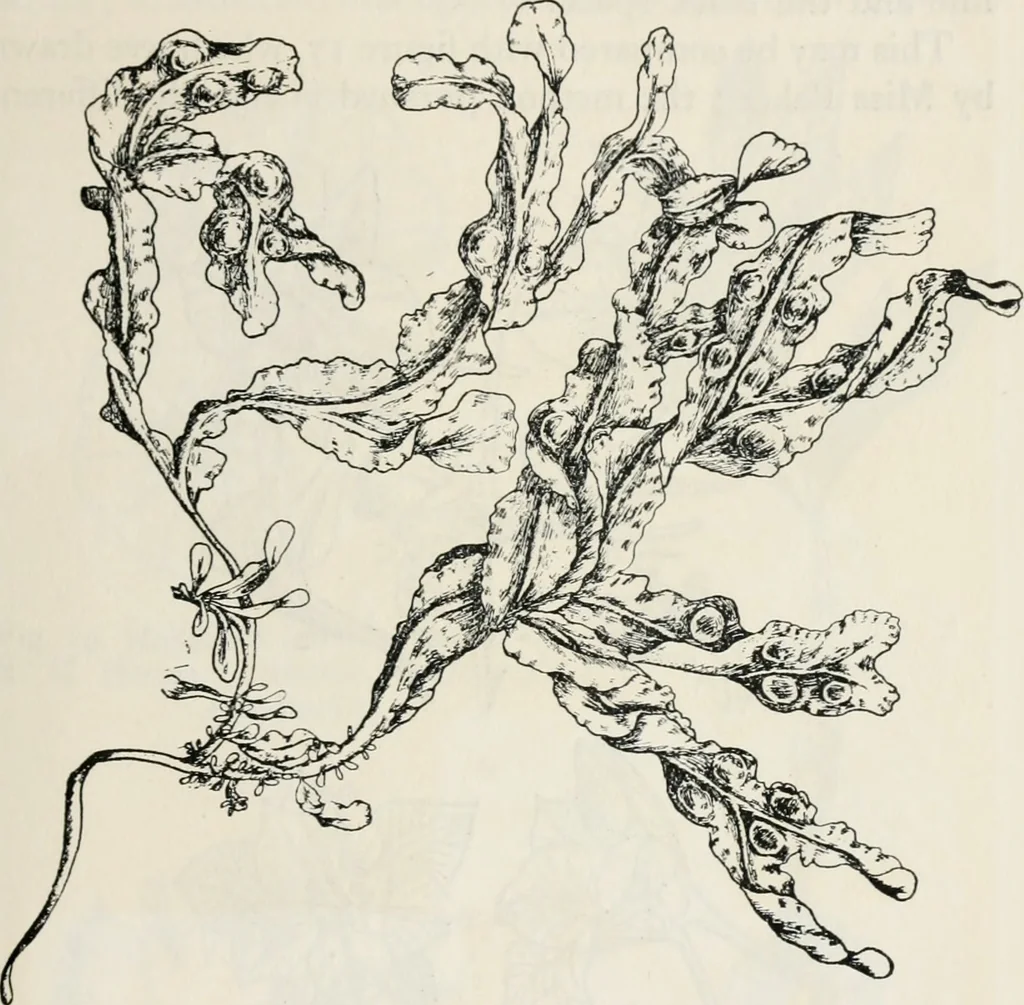 An illustration from The essentials of illustration, a practical guide to the reproduction of drawings & photographs for the use of scientists & others, 1915, leaf 104